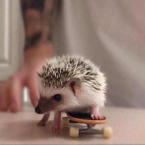 Hedgehog Skateboarding