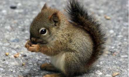 Little Squirrel