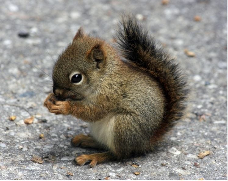 Little Squirrel