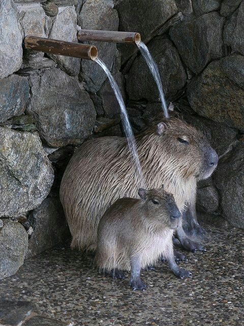 Taking Shower