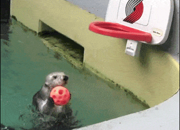 The Otter Nailing A Layup