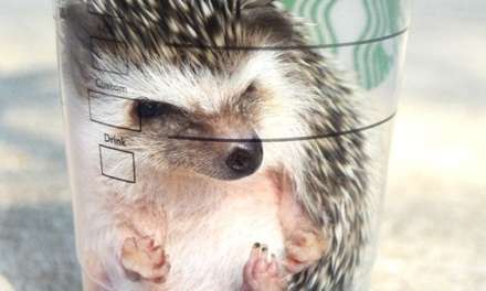 Hedgehog in Starbucks