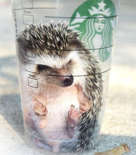 Hedgehog in Starbucks
