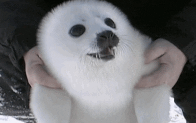 A happy seal