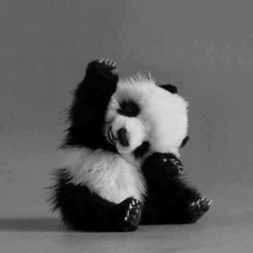 Baby Panda Too Cute To Bear