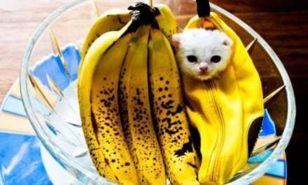 Banana Cat