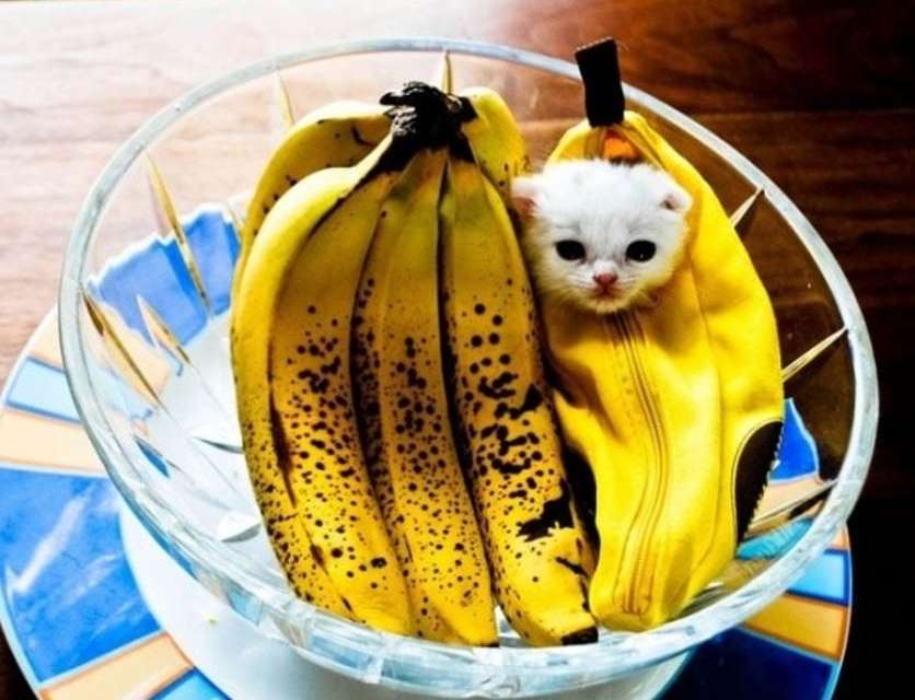 Banana Cat