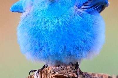 BLUE Bird