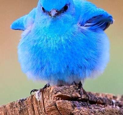 BLUE Bird