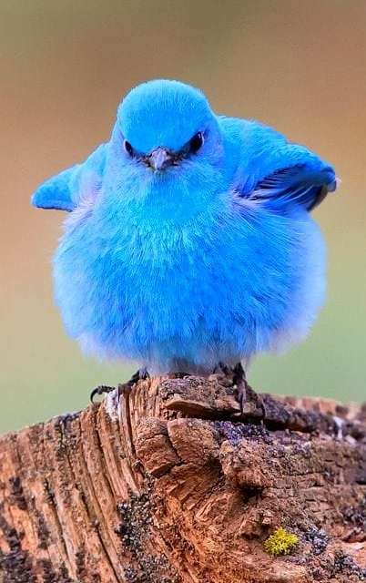 BLUE Bird