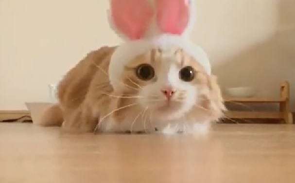Bunny Cat