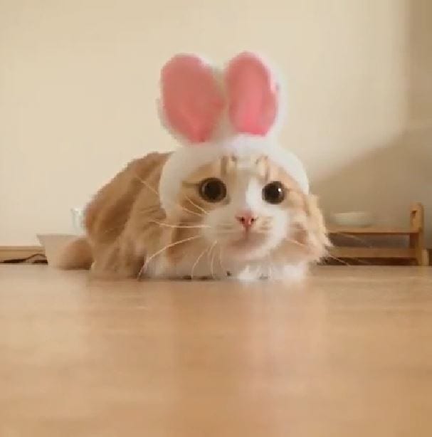 Bunny Cat