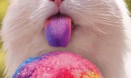 Cat eating ice cream