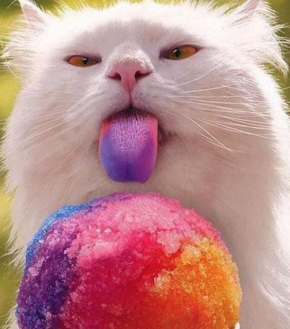 Cat eating ice cream