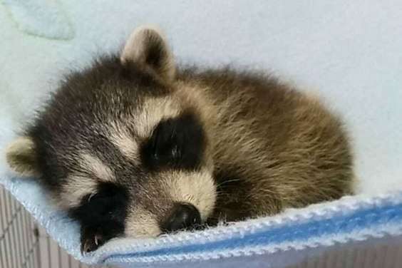 Cute Baby Raccoon