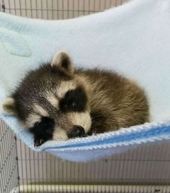 Cute Baby Raccoon