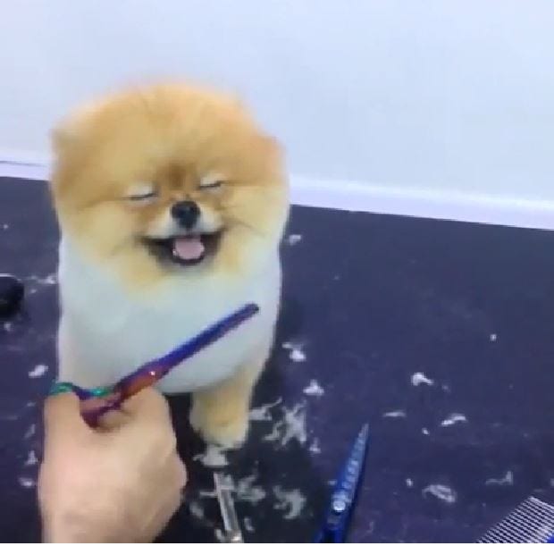 Dog Falls Asleep during Haircut