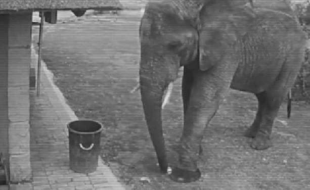 Elephant caught on CCTV picking up rubbish…