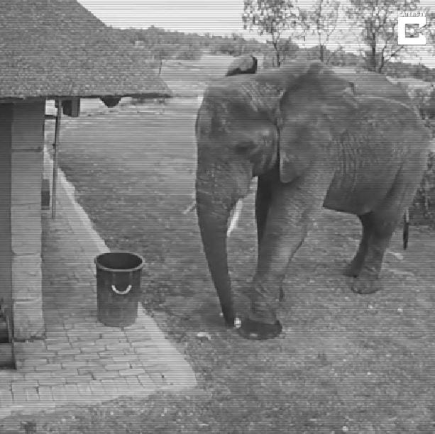 Elephant caught on CCTV picking up rubbish…