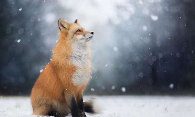 Beautiful Fox