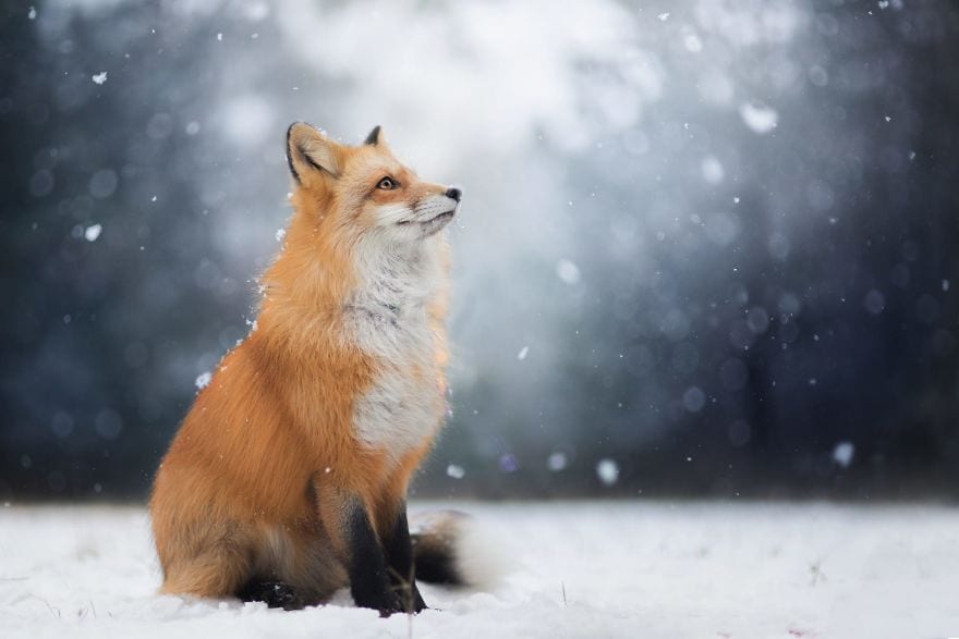 Beautiful Fox