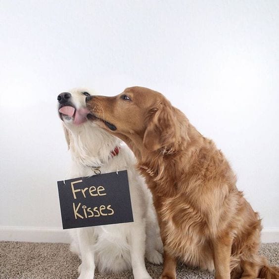 Who Want Free Kisses?