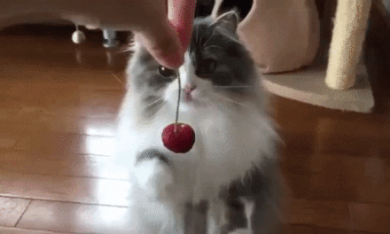 This Cat Shows You How to BE GENTLE