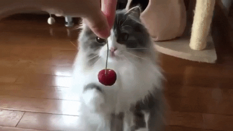 This Cat Shows You How to BE GENTLE