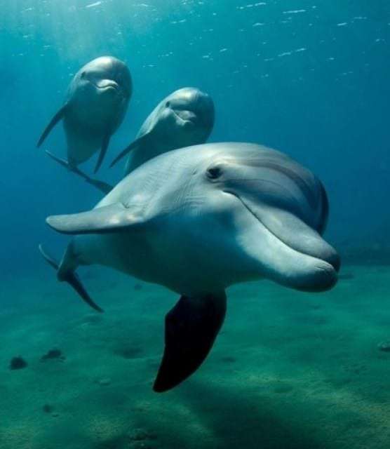 Happy Dolphin Family