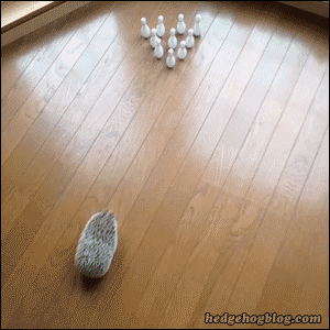 Hedgehog Bowling