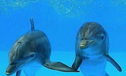 Dolphins holding ‘hands’ <3