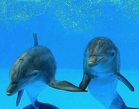 Dolphins holding ‘hands’ <3