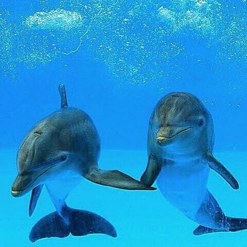 Dolphins holding ‘hands’ <3