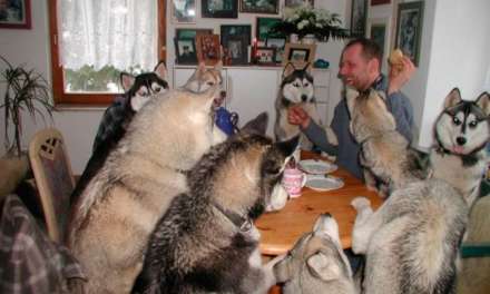 Husky Party