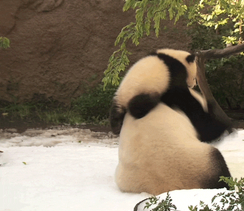 Leave Me Along Kid Too Cute To Bear Leave Me Along Kid Too Cute To Bear