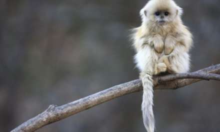 Golden Shrub Monkey