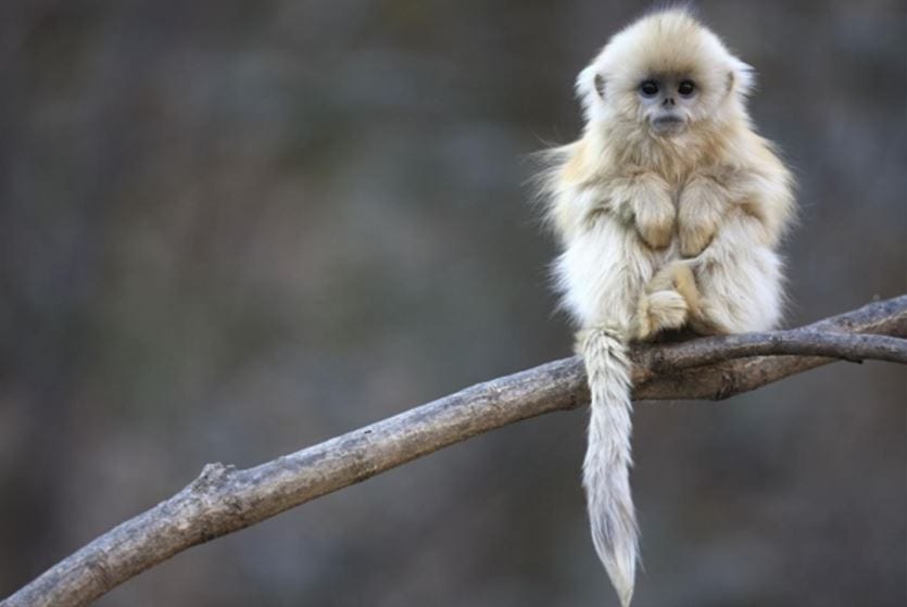 Golden Shrub Monkey