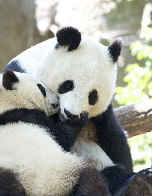 Panda Hug