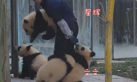 The “poorest” panda keeper