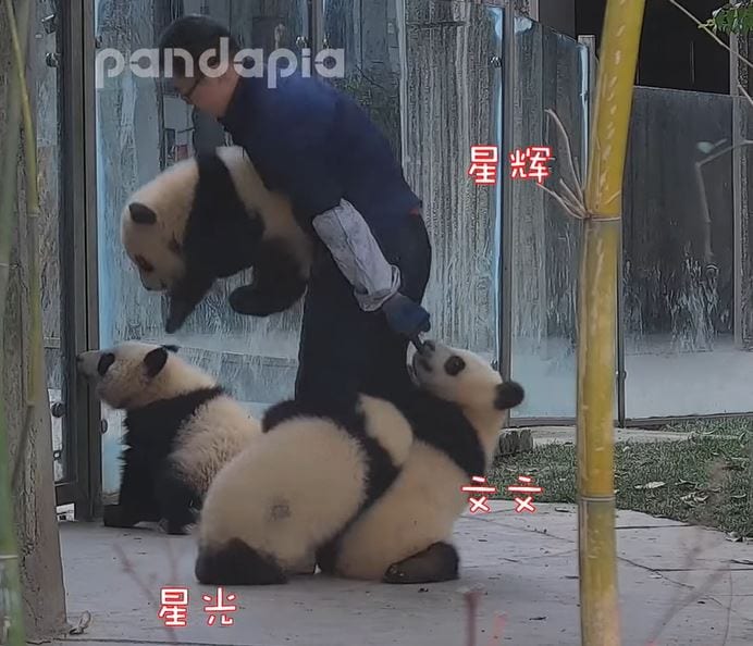 The “poorest” panda keeper
