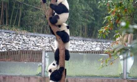 The Panda Tree