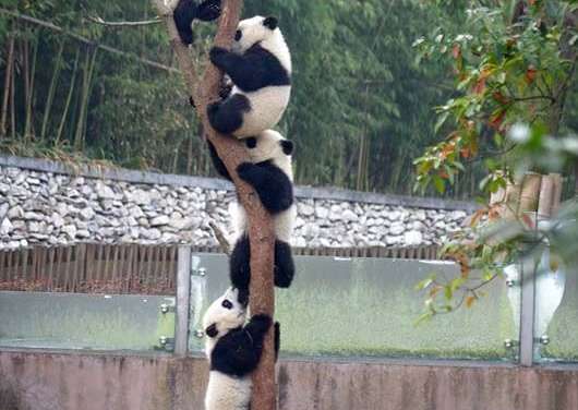 The Panda Tree