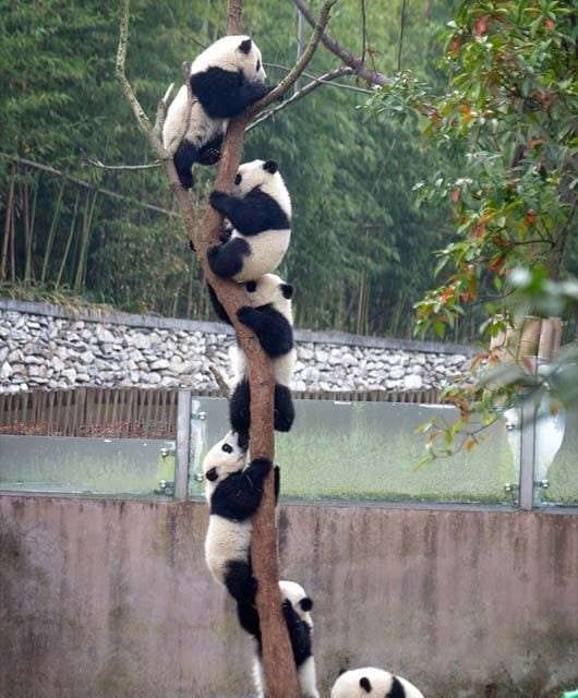 The Panda Tree