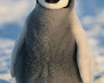 Baby Penguin