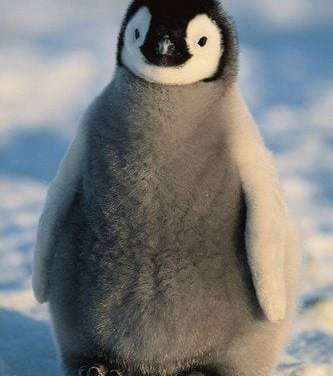 Baby Penguin