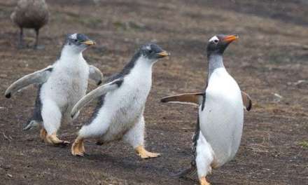 Running Penguin