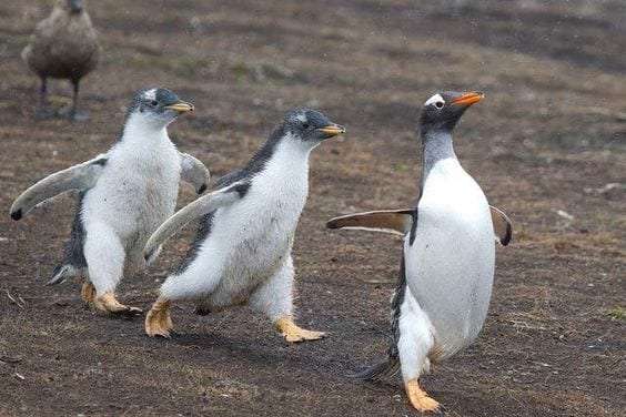 Running Penguin