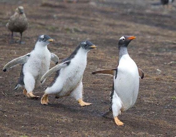 Running Penguin