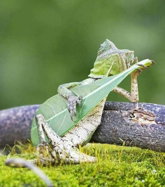 Who can play leaf guitar?