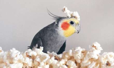 Popcorn Parrot